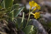 17_primula Orecchia d'orso